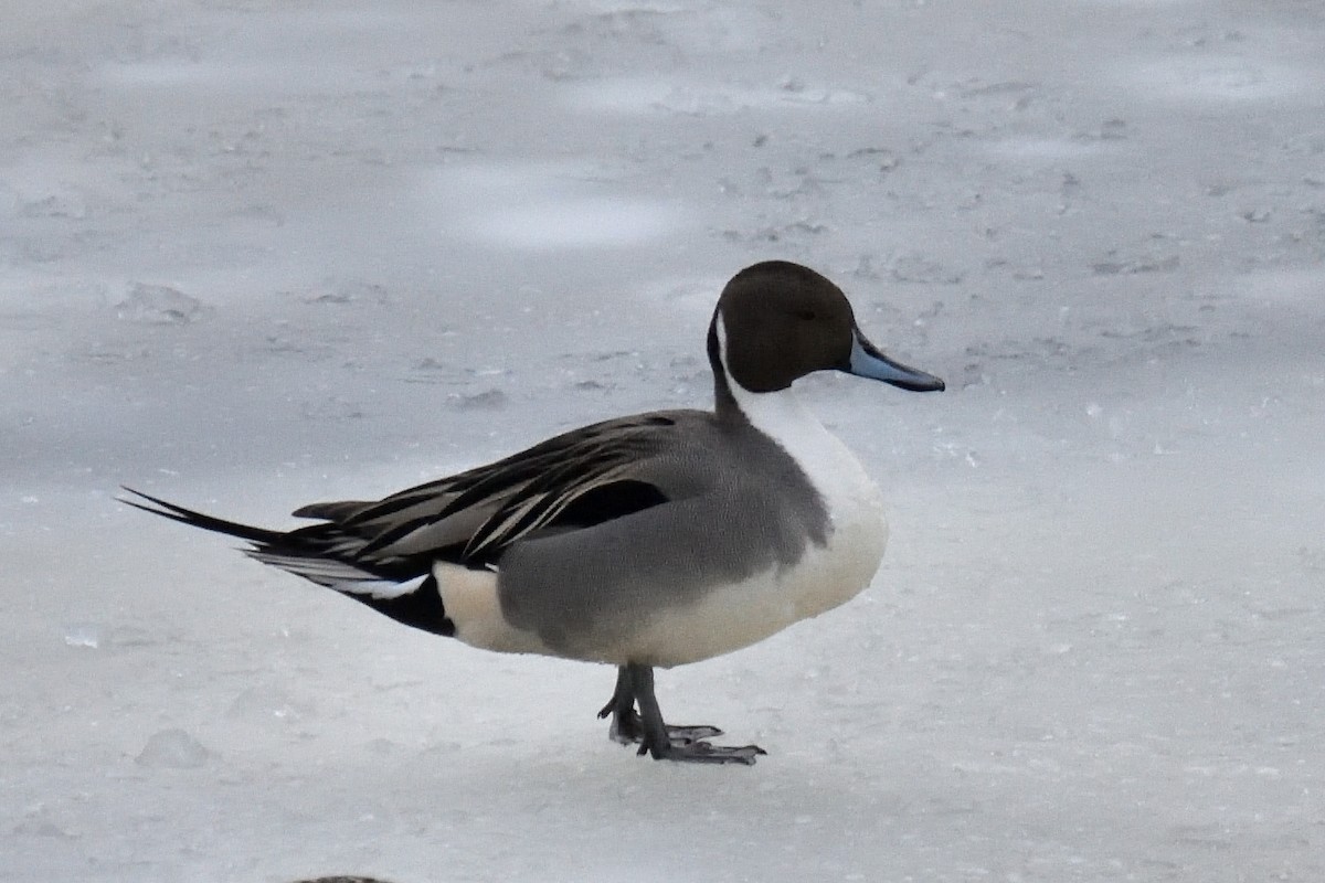 Northern Pintail - Yves Darveau