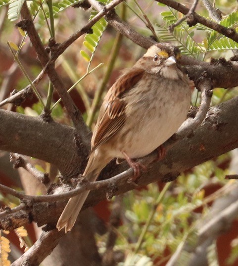 White-throated Sparrow - mike bertram