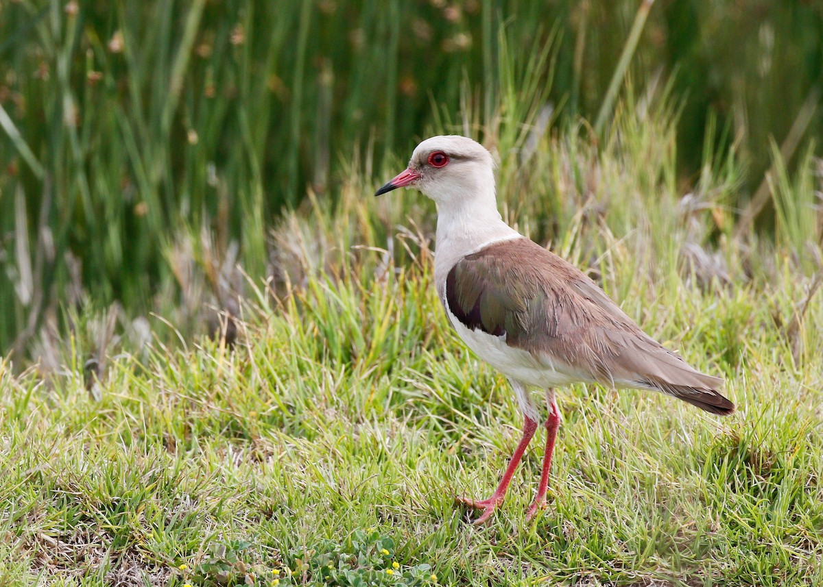 Andean Lapwing - ML81645221