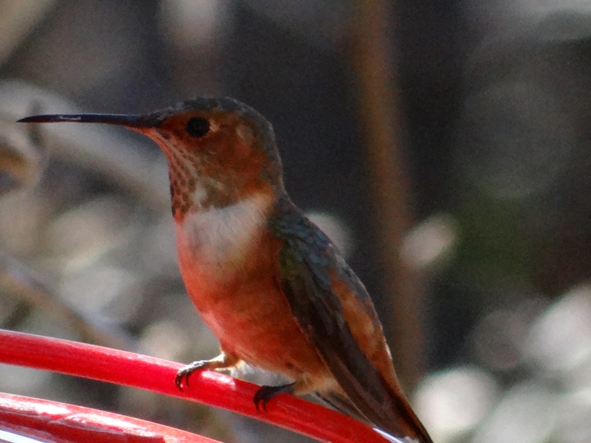 Allen's Hummingbird - ML81648271