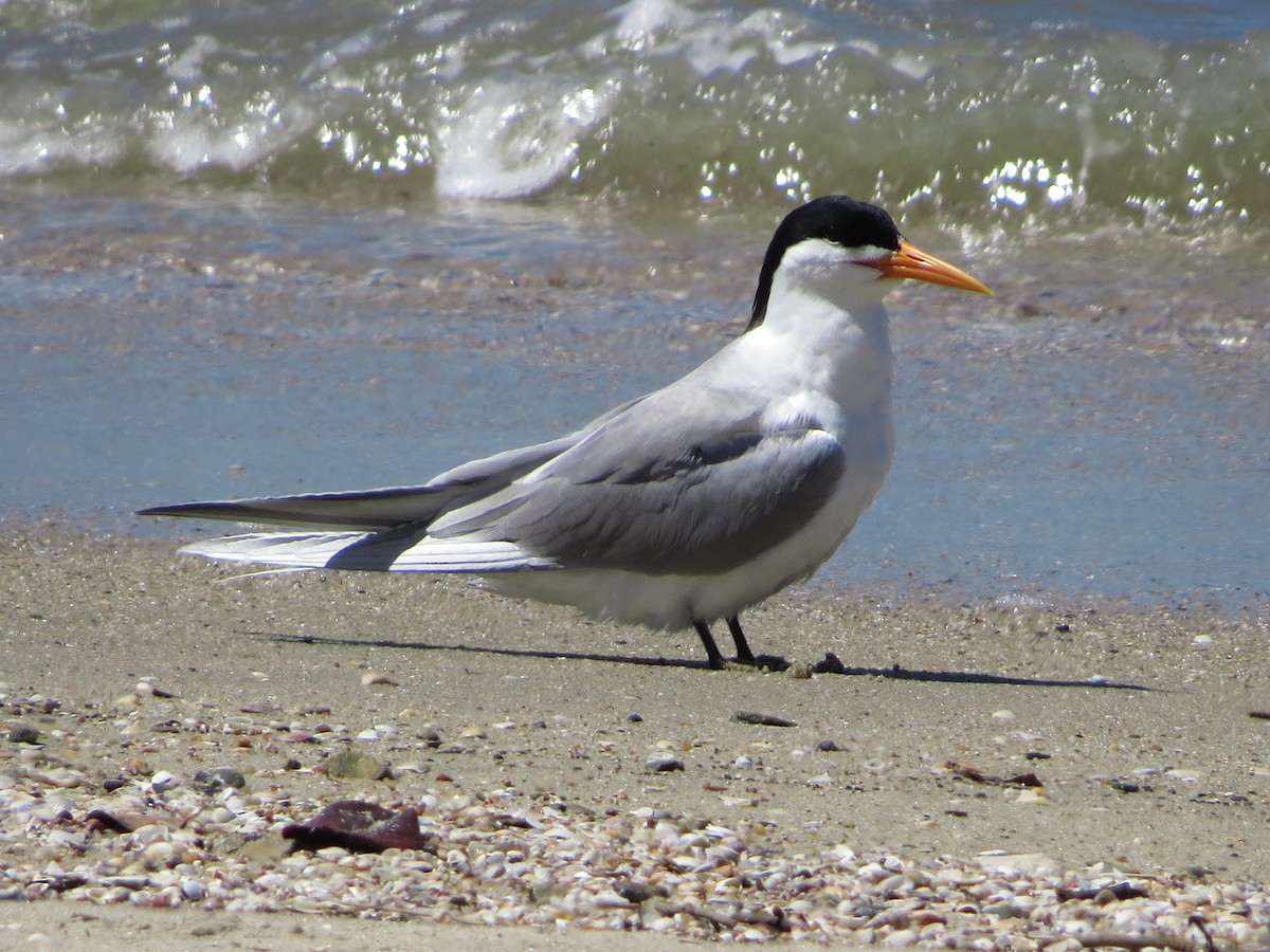 Lesser Crested Tern - David and Regan Goodyear