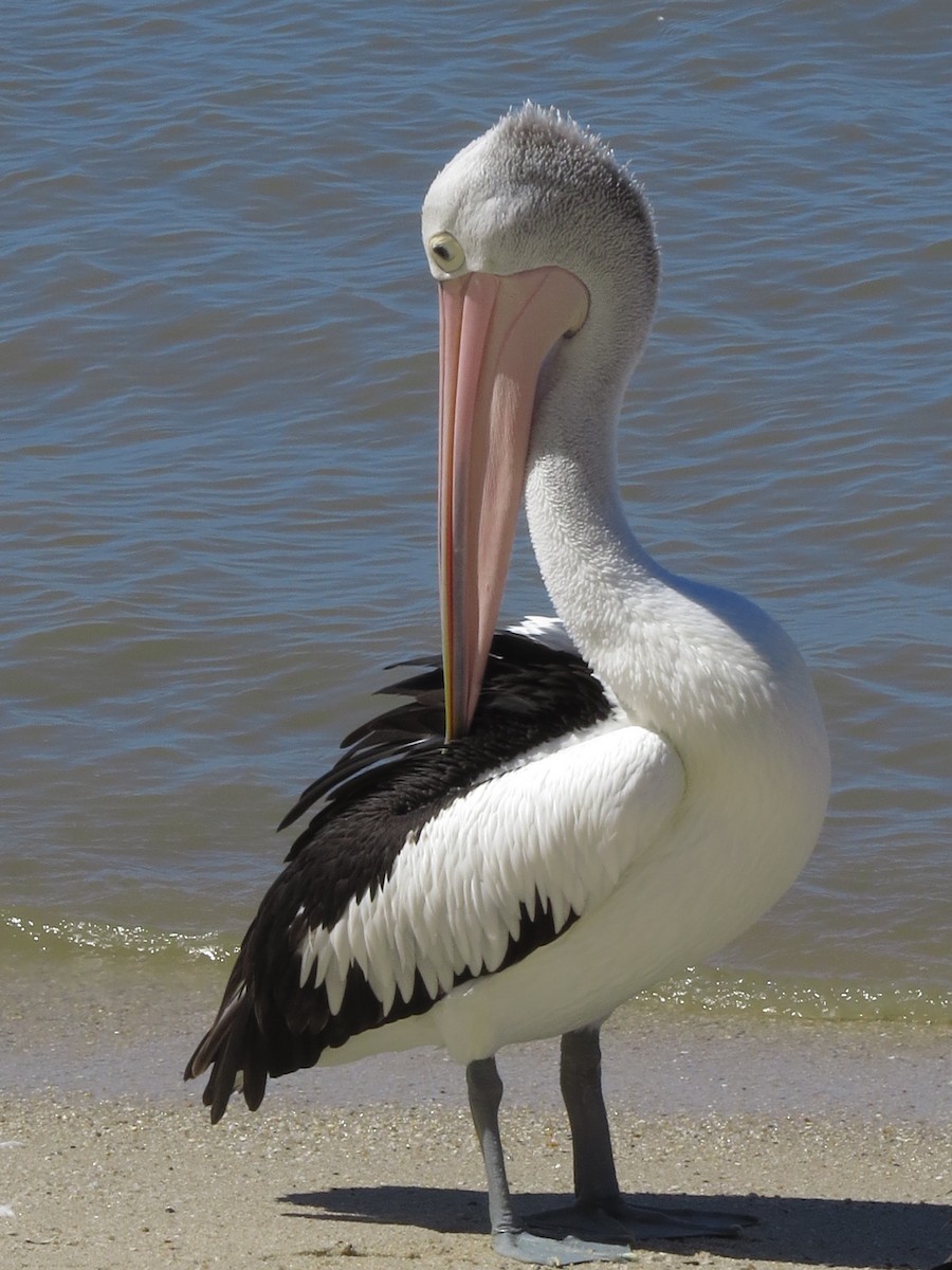 Australian Pelican - ML81649251