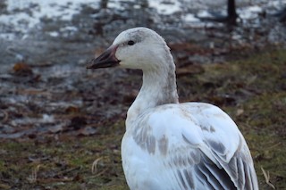 Snow Goose, ML81650441