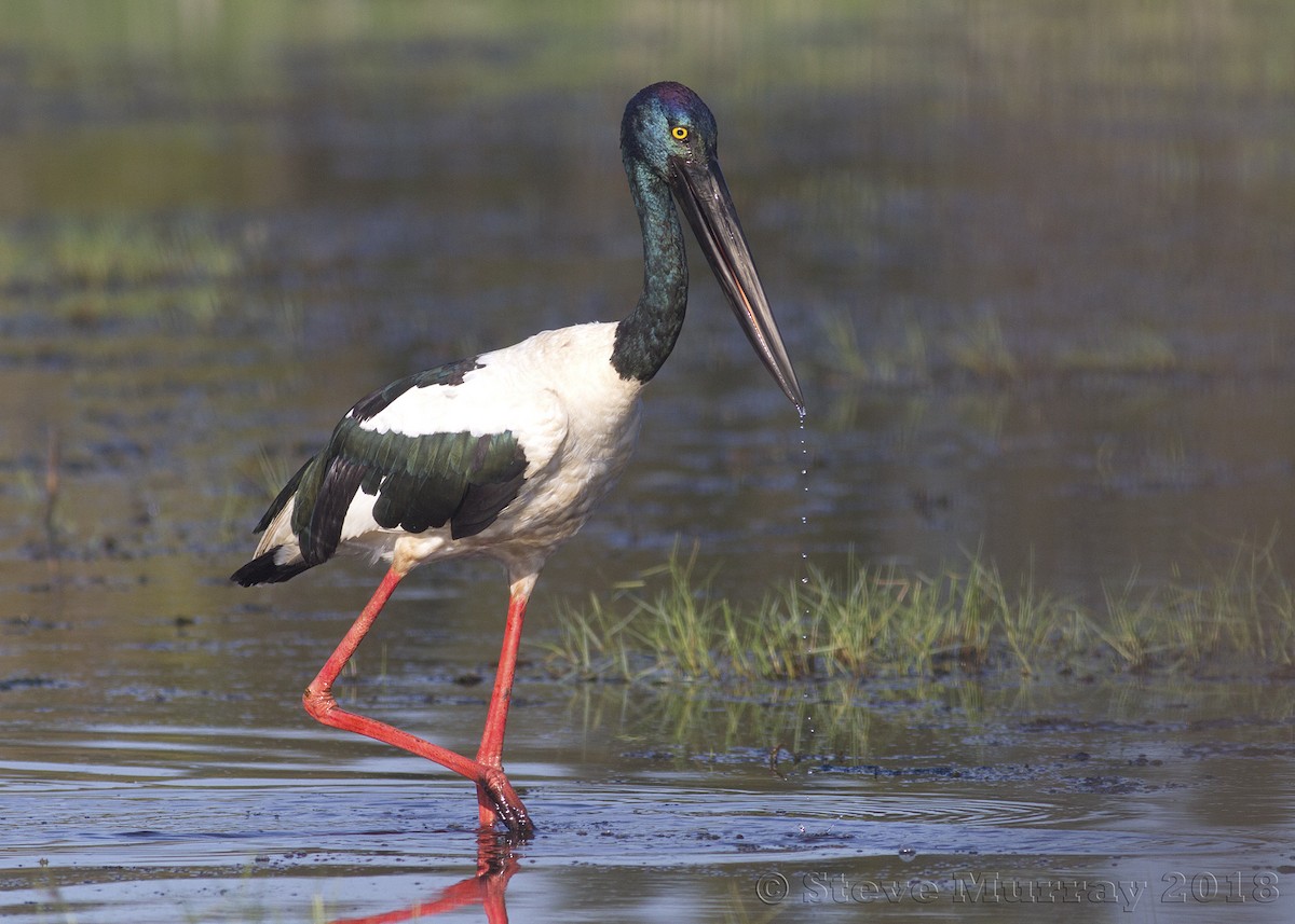 Black-necked Stork - ML81651271