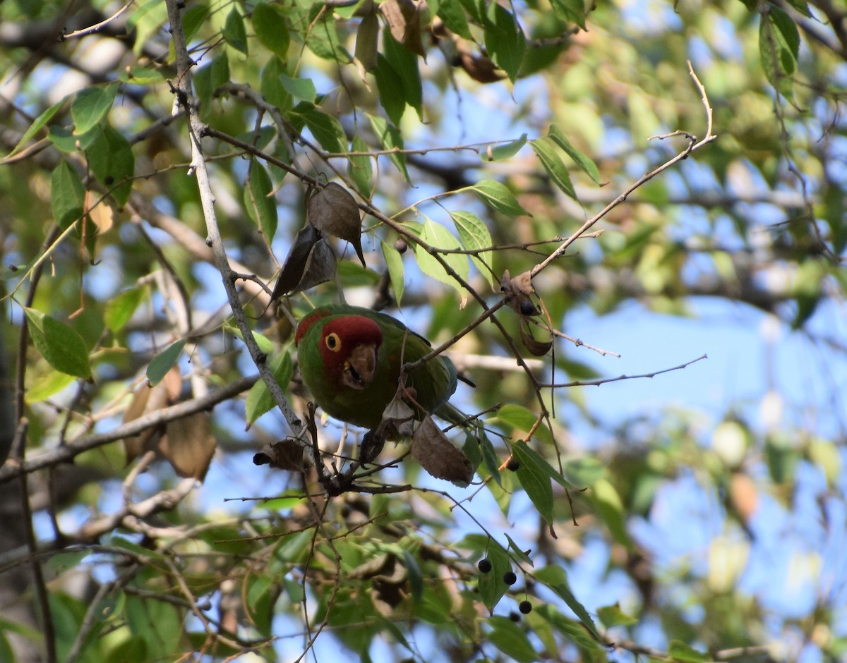 Red-masked Parakeet - Dessi Sieburth