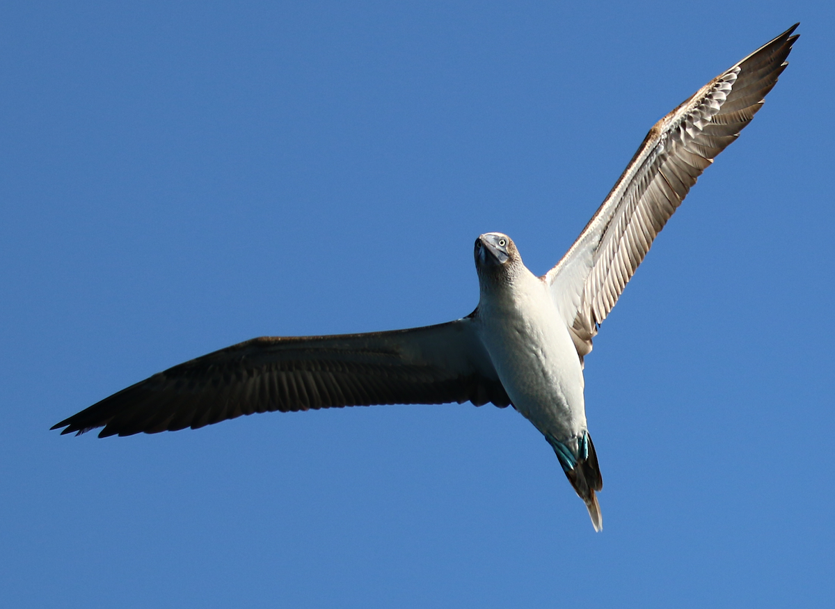 Blue-footed Booby - Alec Hopping