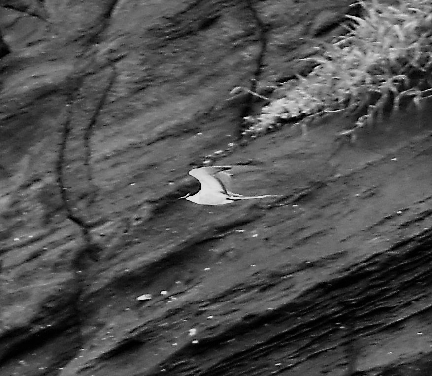 Gray-backed Tern - Ross Silcock