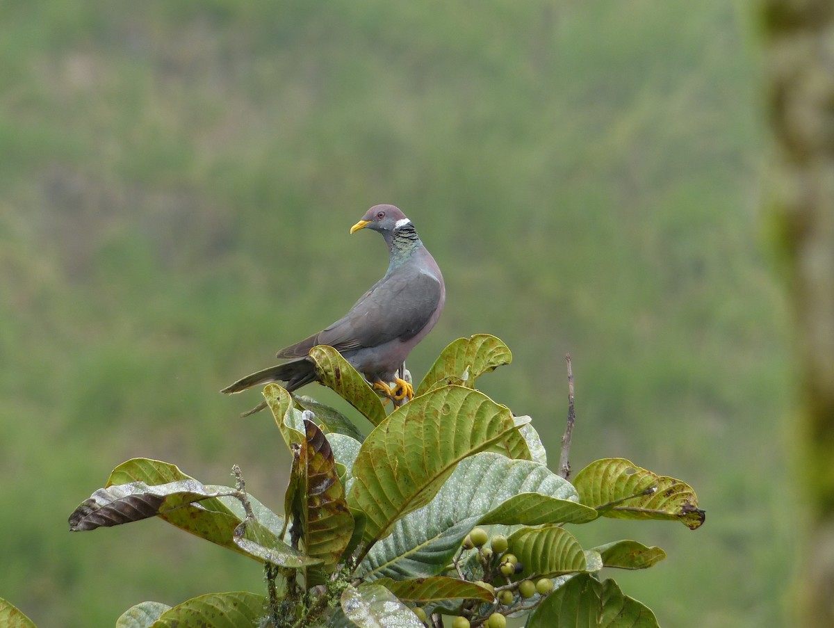Band-tailed Pigeon - ML81653781