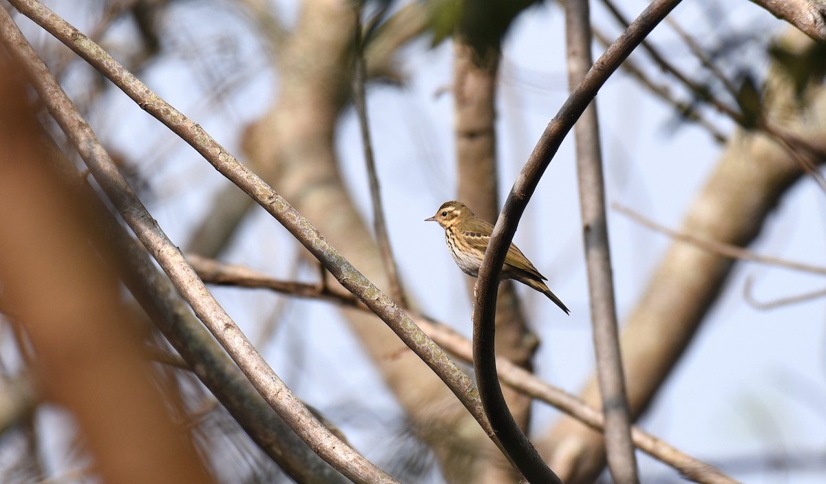 Olive-backed Pipit - Chandra S