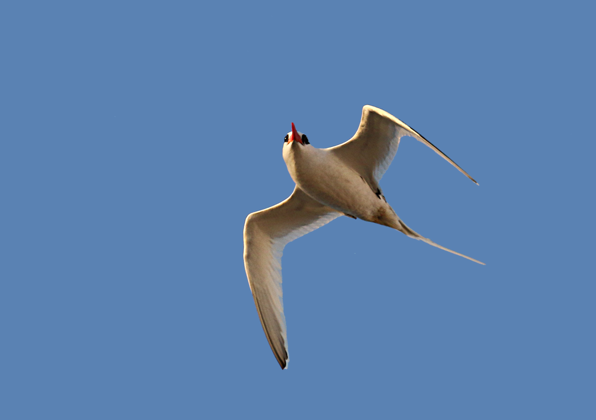 Rotschnabel-Tropikvogel - ML81654651