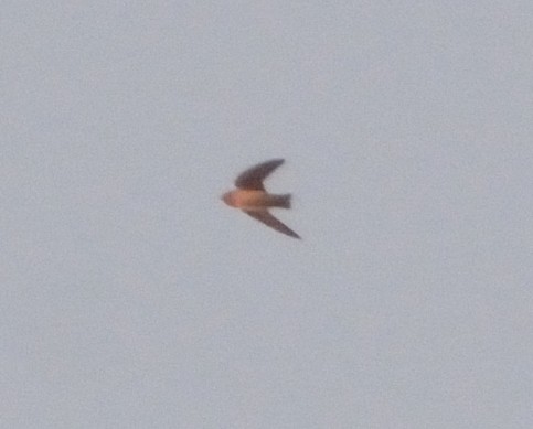 Cave Swallow - ML81655371