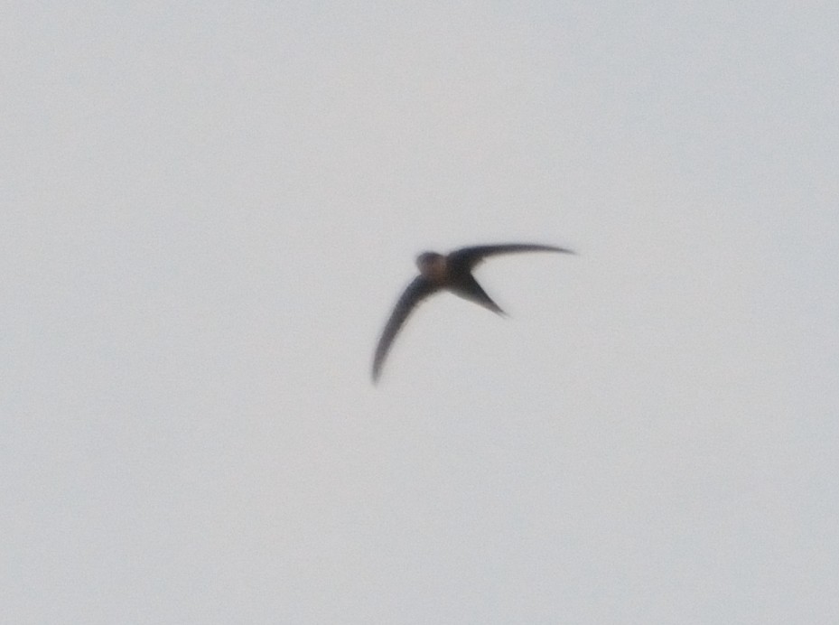 Lesser Swallow-tailed Swift - ML81655561