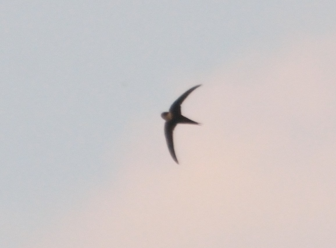 Lesser Swallow-tailed Swift - ML81655571
