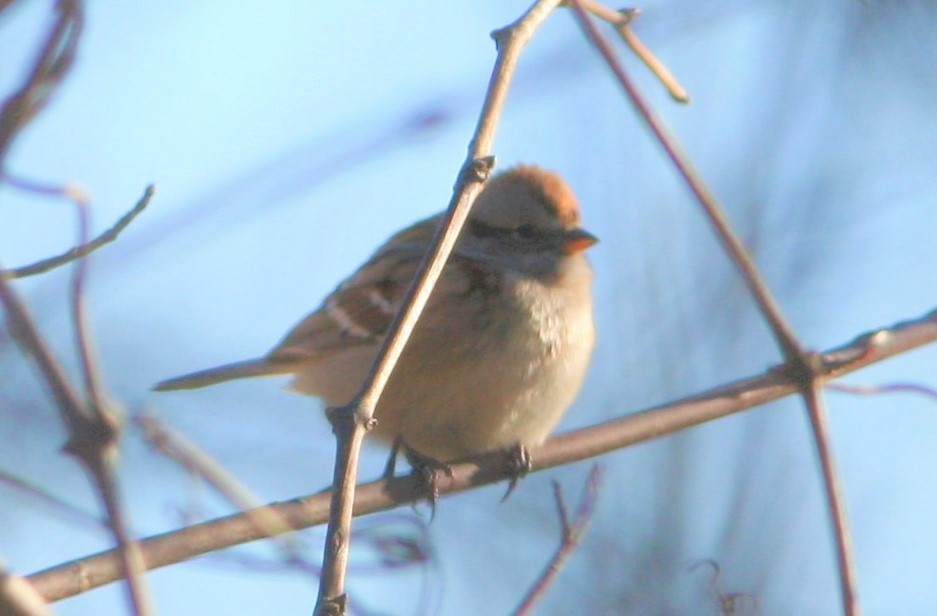 American Tree Sparrow - ML81655921