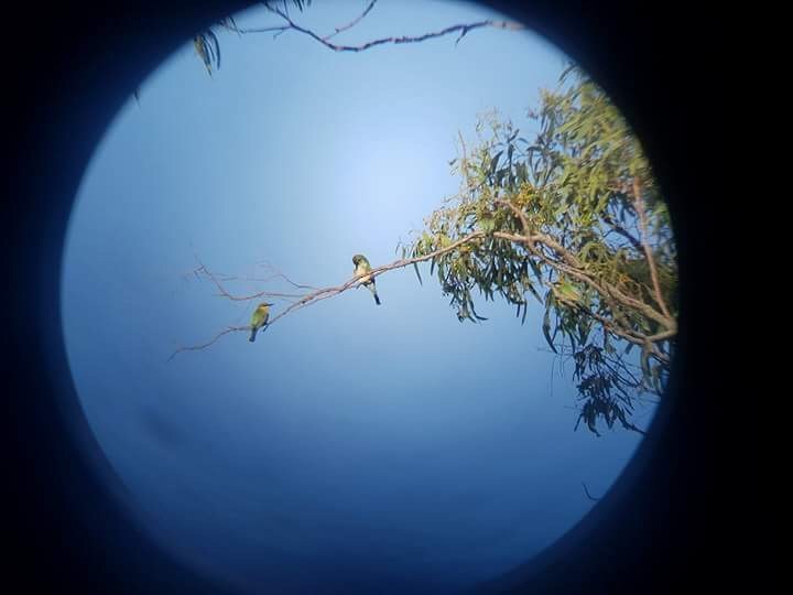 Rainbow Bee-eater - Liz F
