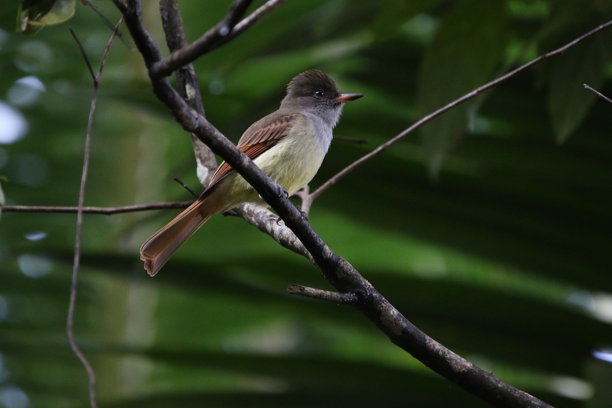 Rufous-tailed Flycatcher - ML81658891