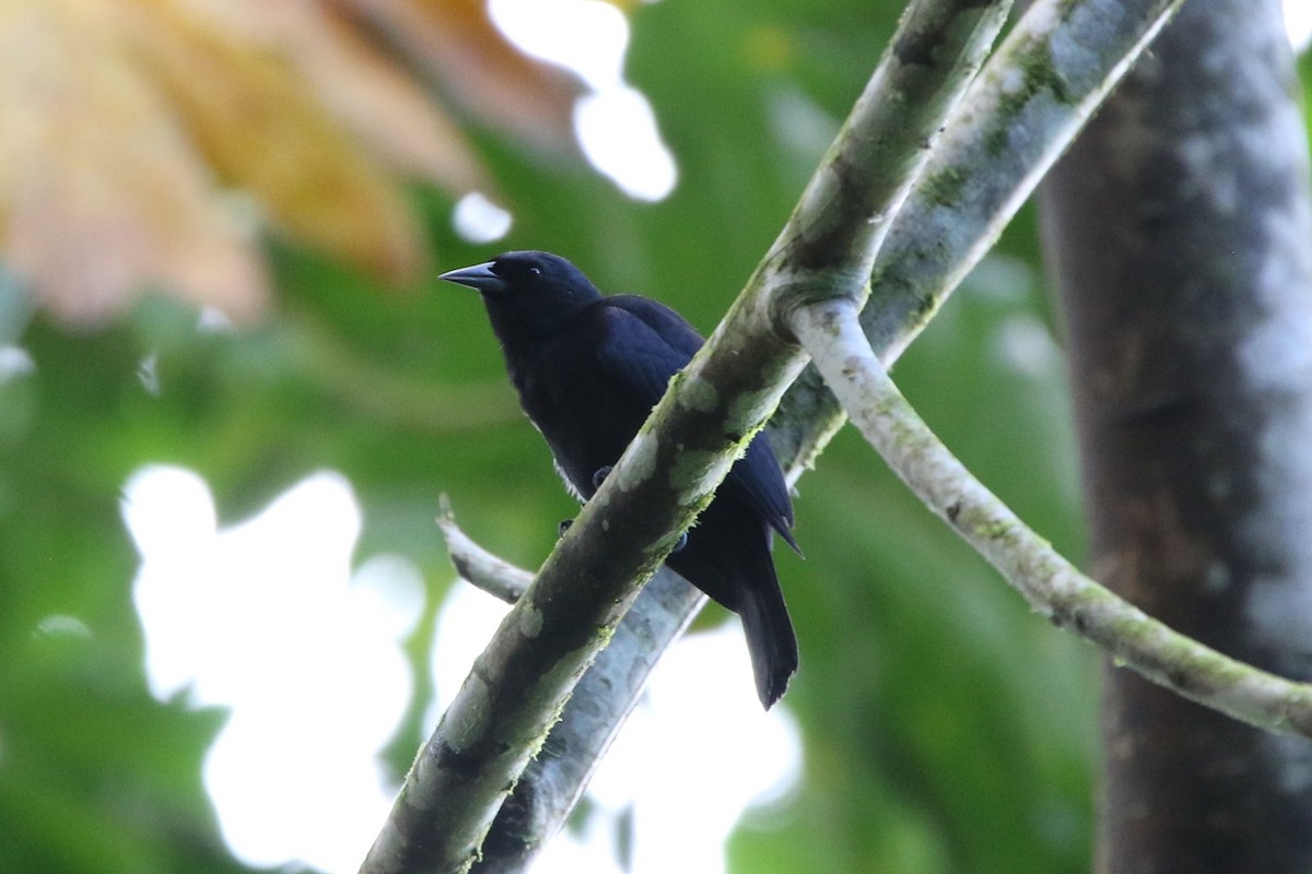 Jamaican Blackbird - ML81659101