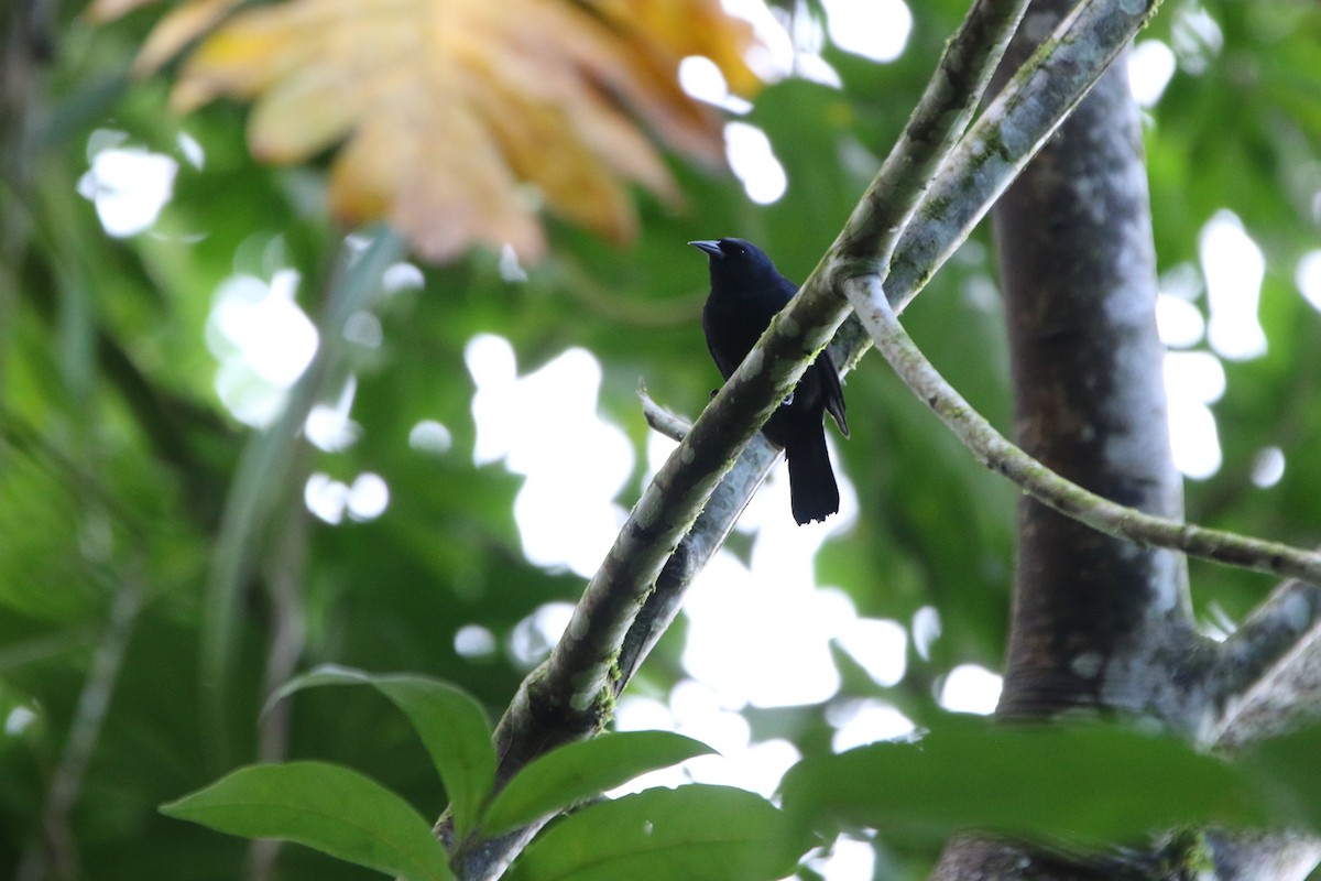 Jamaican Blackbird - ML81659121