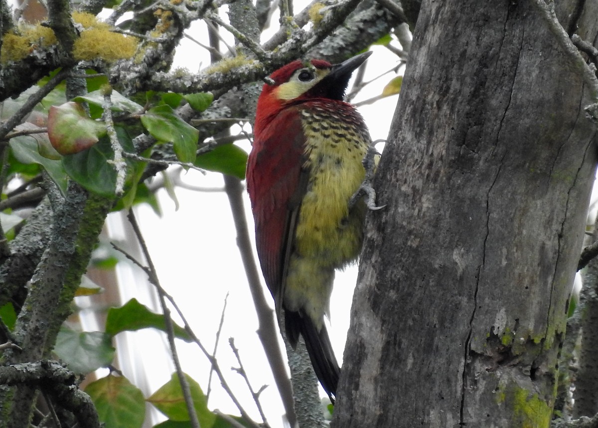 Crimson-mantled Woodpecker - ML81660951