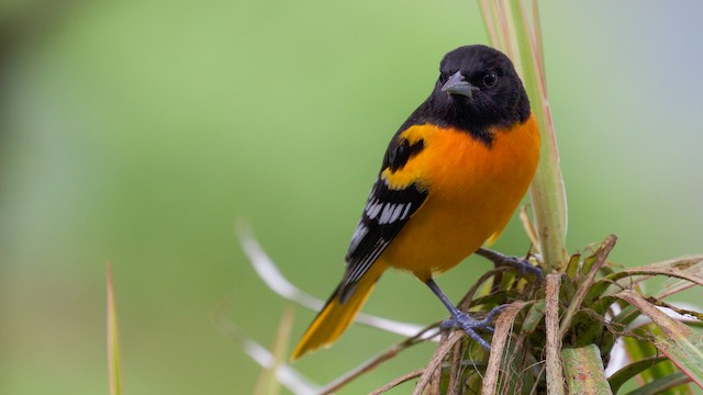 Orange Oriole - eBird