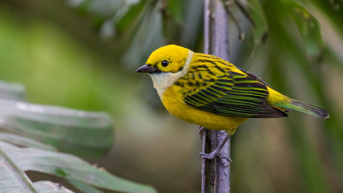Silver-throated Tanager - Gates Dupont