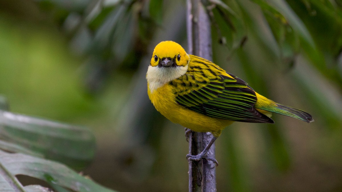 Silver-throated Tanager - ML81665881