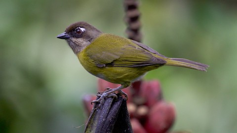 Chlorospingus flavopectus