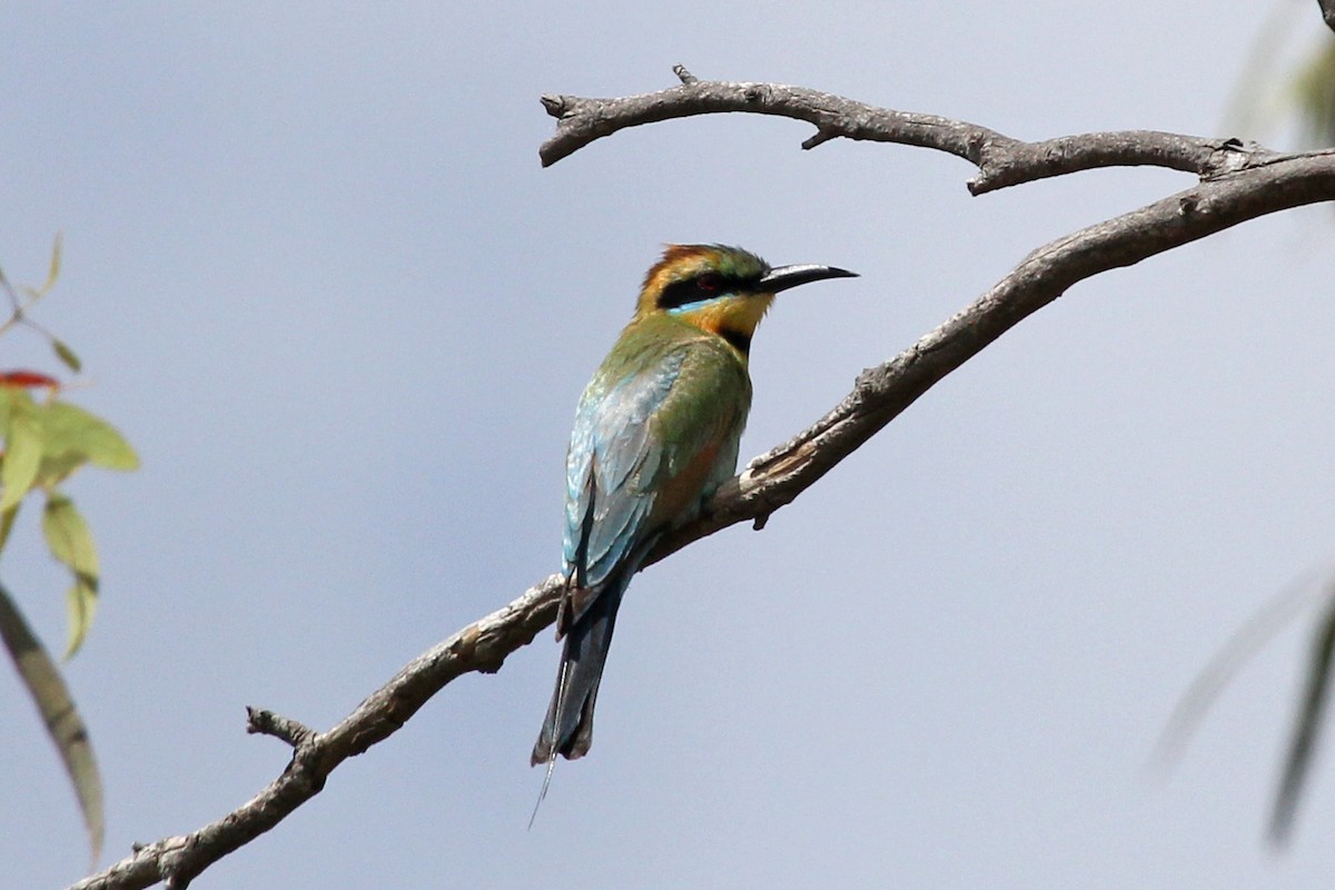 Rainbow Bee-eater - Ray Turnbull