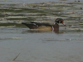 Wood Duck, ML81669551