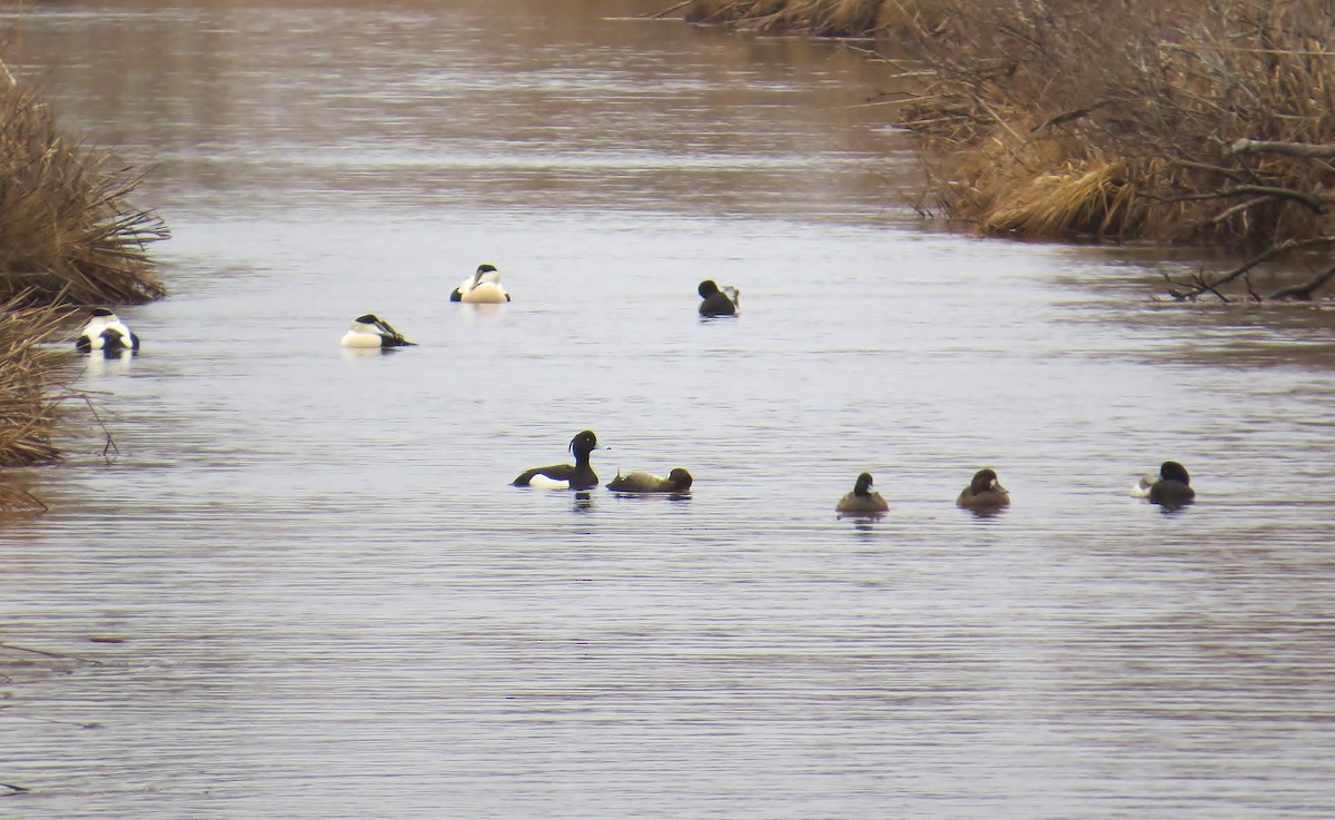 Tufted Duck - ML81670141