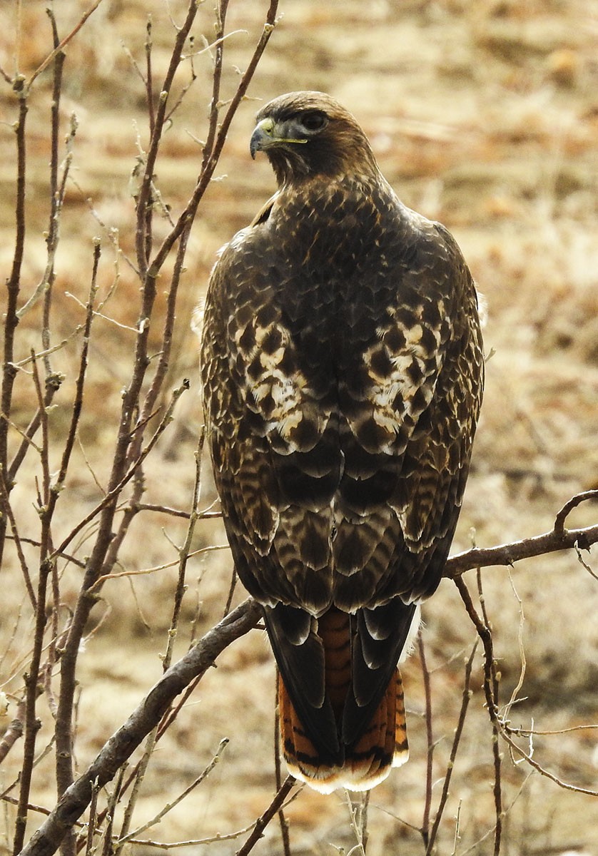 Red-tailed Hawk - ML81670421