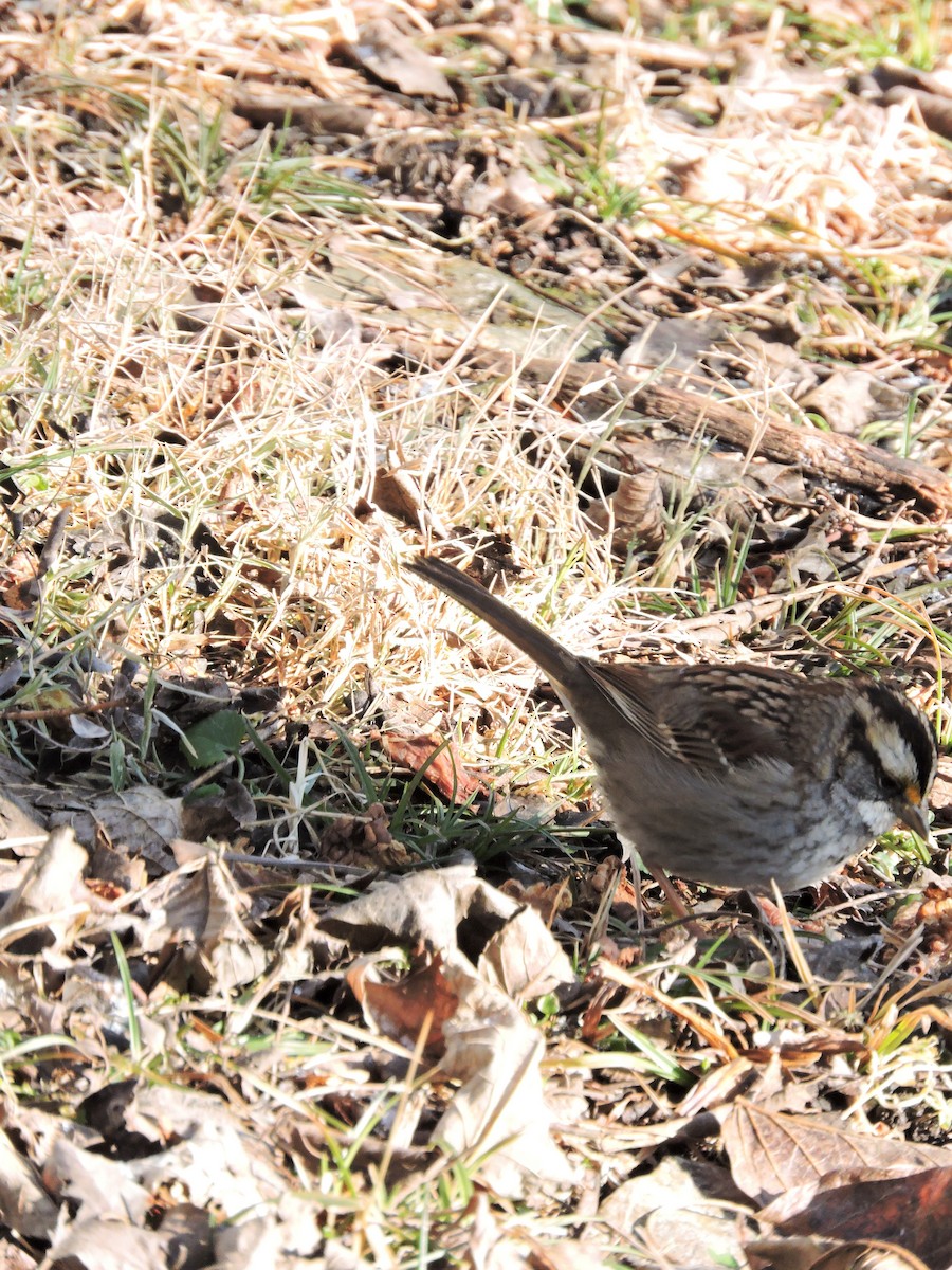 White-throated Sparrow - ML81671301