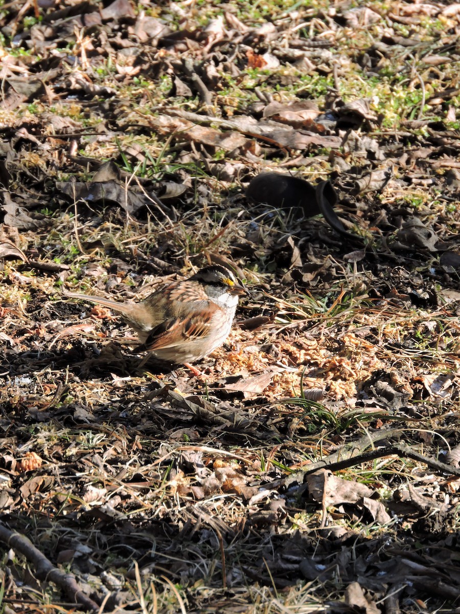 White-throated Sparrow - ML81671311