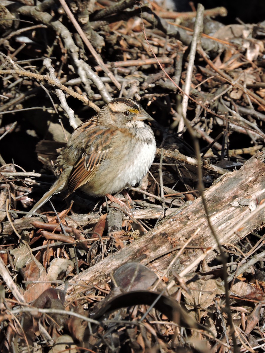 White-throated Sparrow - ML81671361