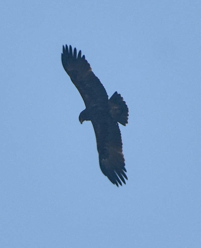 Indian Spotted Eagle - ML81672951