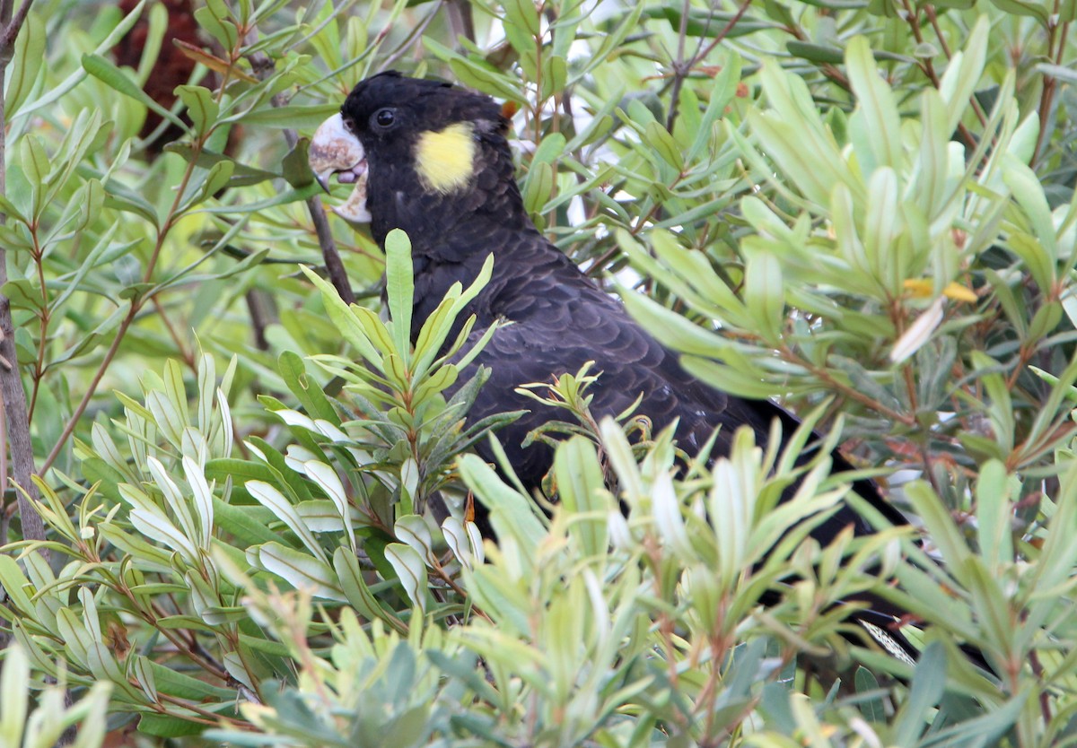 Yellow-tailed Black-Cockatoo - ML81678981
