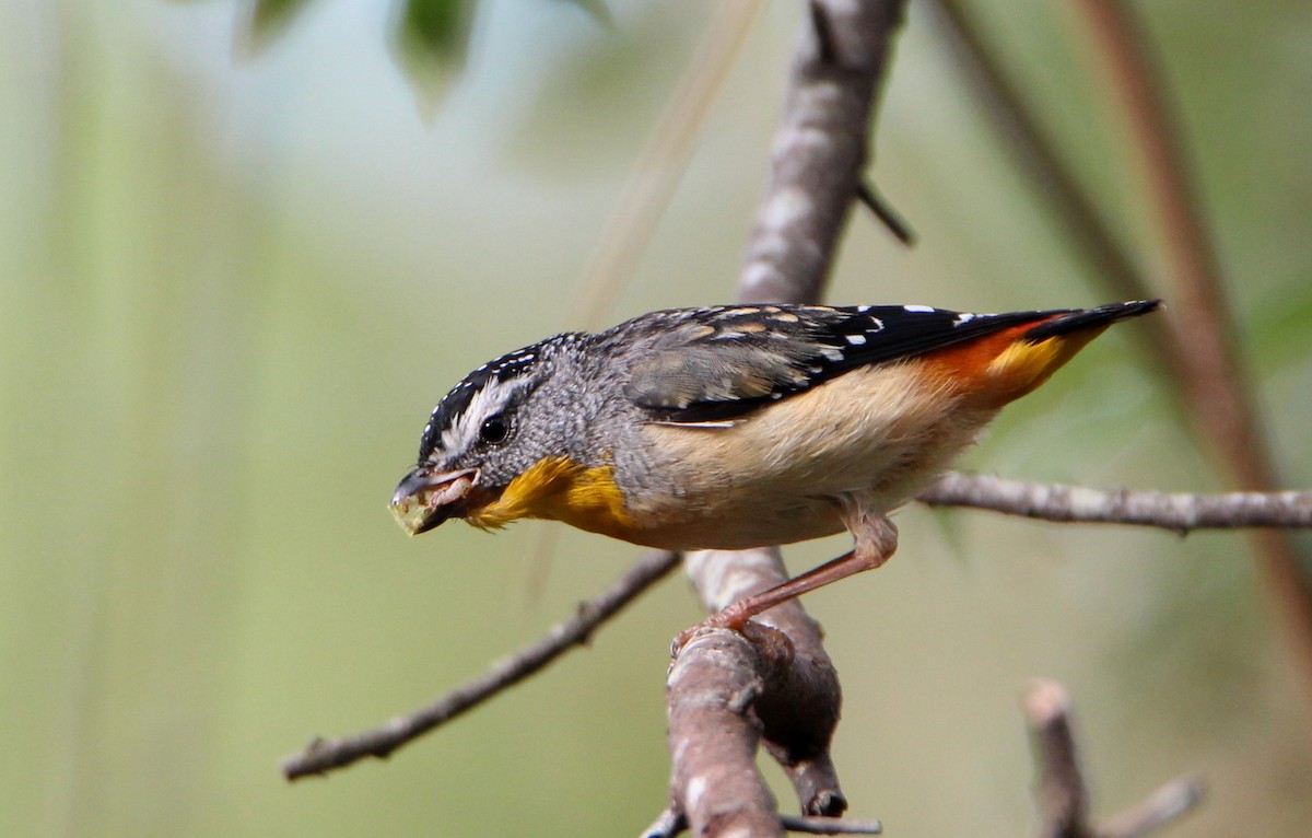 Spotted Pardalote - ML81679141