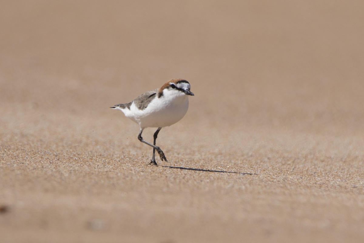 Red-capped Plover - Warren Rowland