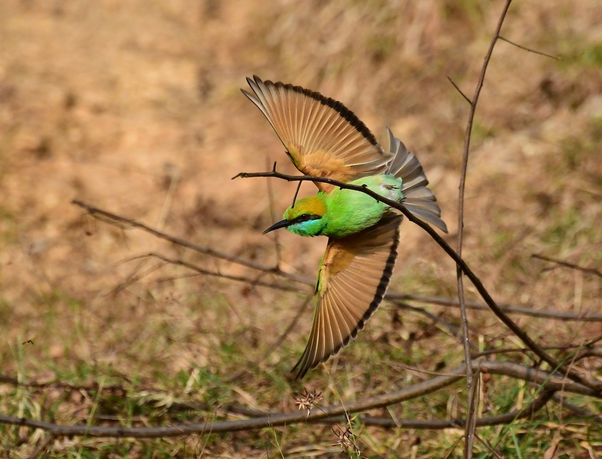 Asian Green Bee-eater - ML81685741
