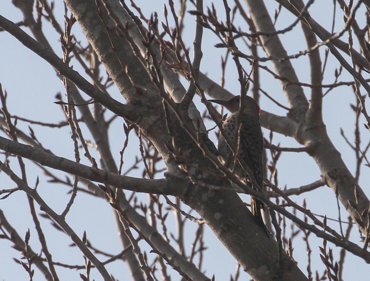 Northern Flicker (Yellow-shafted) - ML81686001
