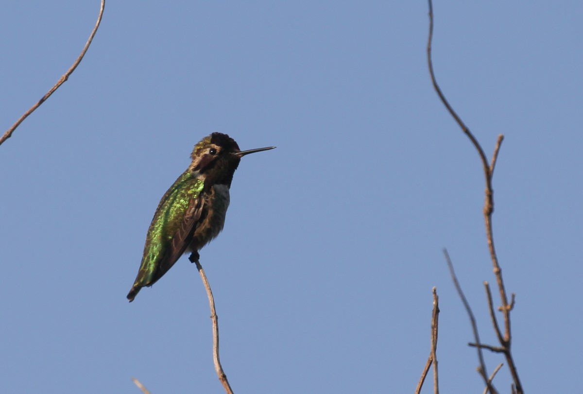 Anna's Hummingbird - ML81686191