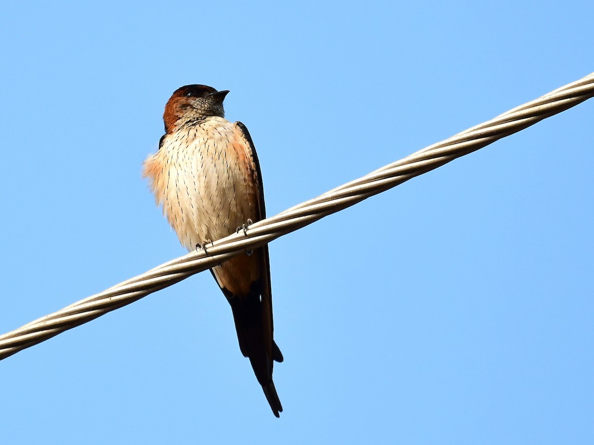 Red-rumped Swallow - ML81686361
