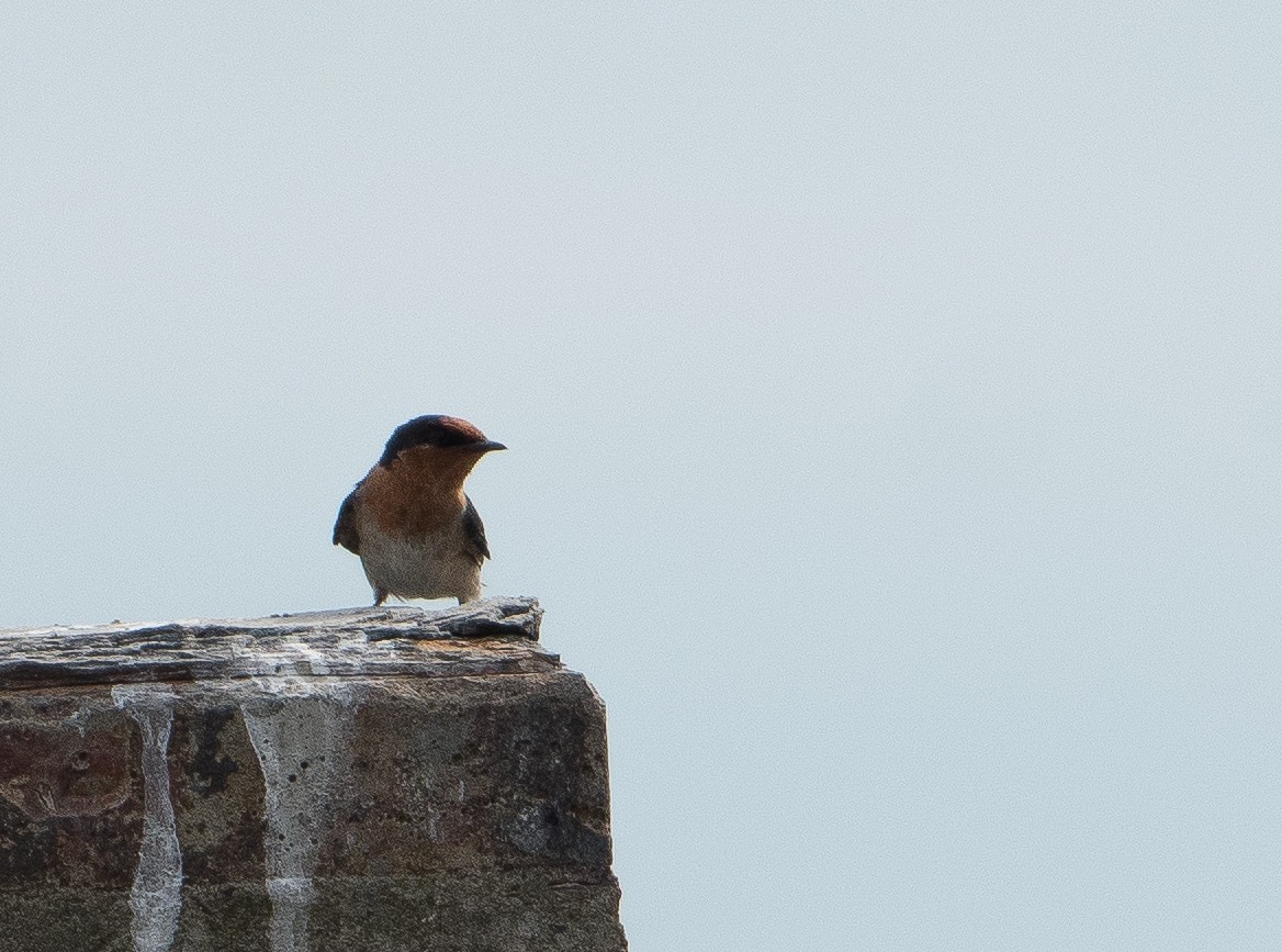 Pacific Swallow - ML81687001