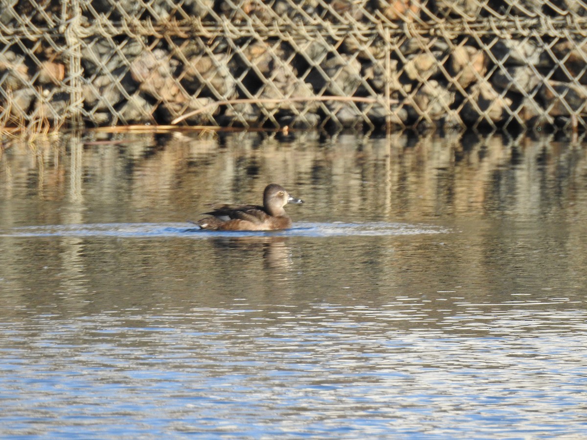 Ring-necked Duck - Christopher Amano-Langtree