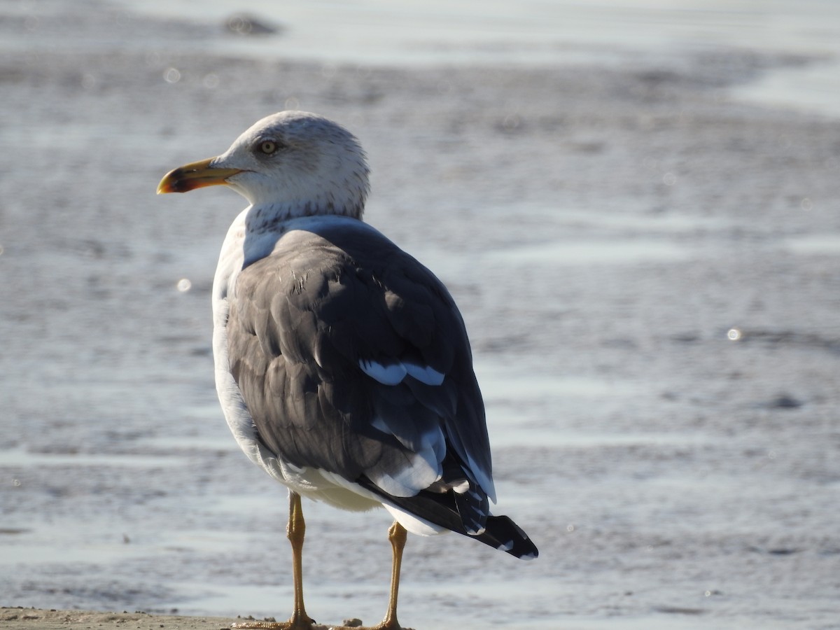 Lesser Black-backed Gull - Ichi Wildlife Tours
