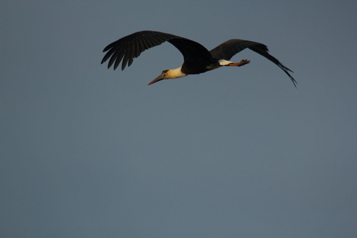 Asian Woolly-necked Stork - Krishna Murthy