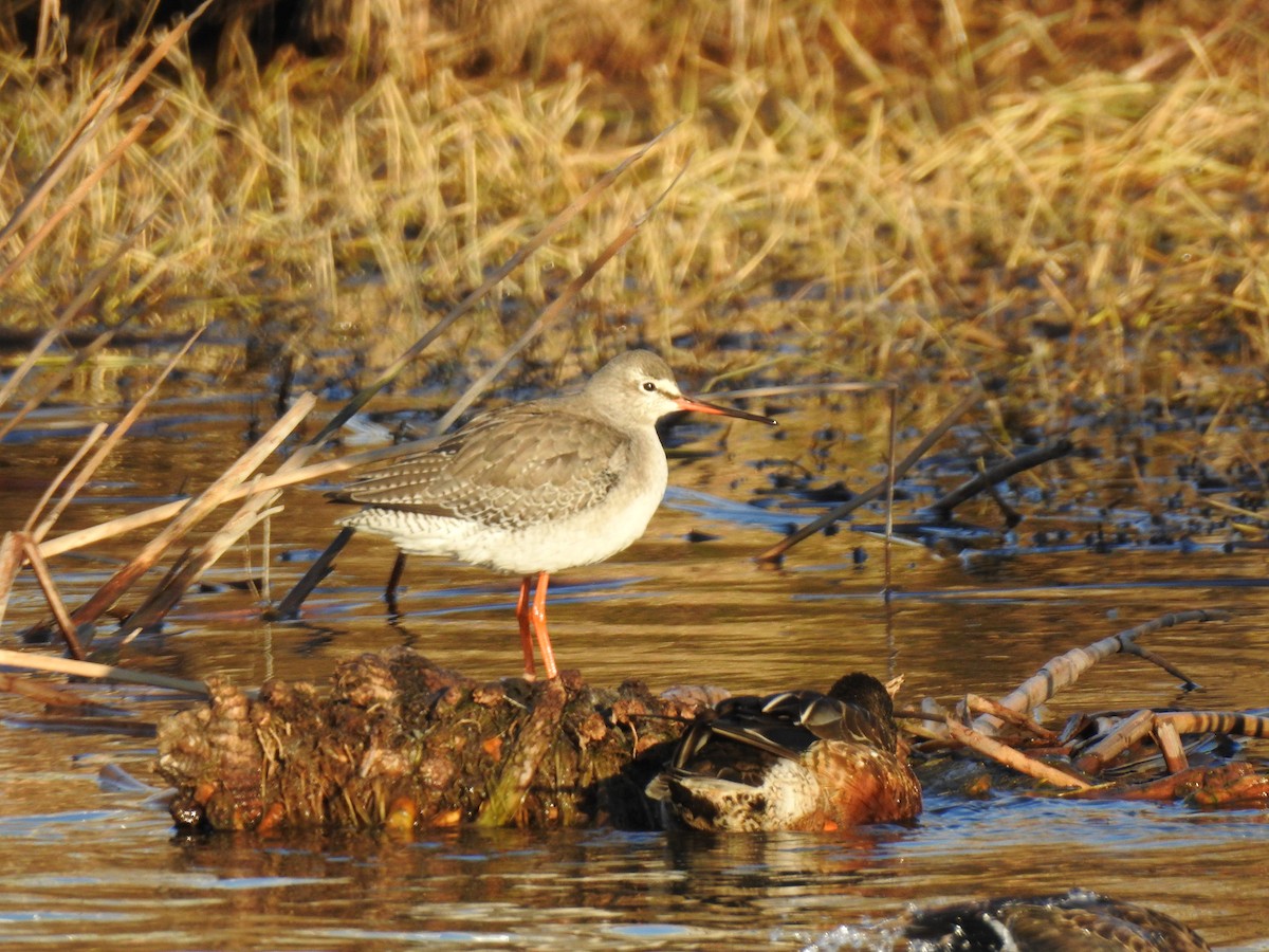 Spotted Redshank - Christopher Amano-Langtree