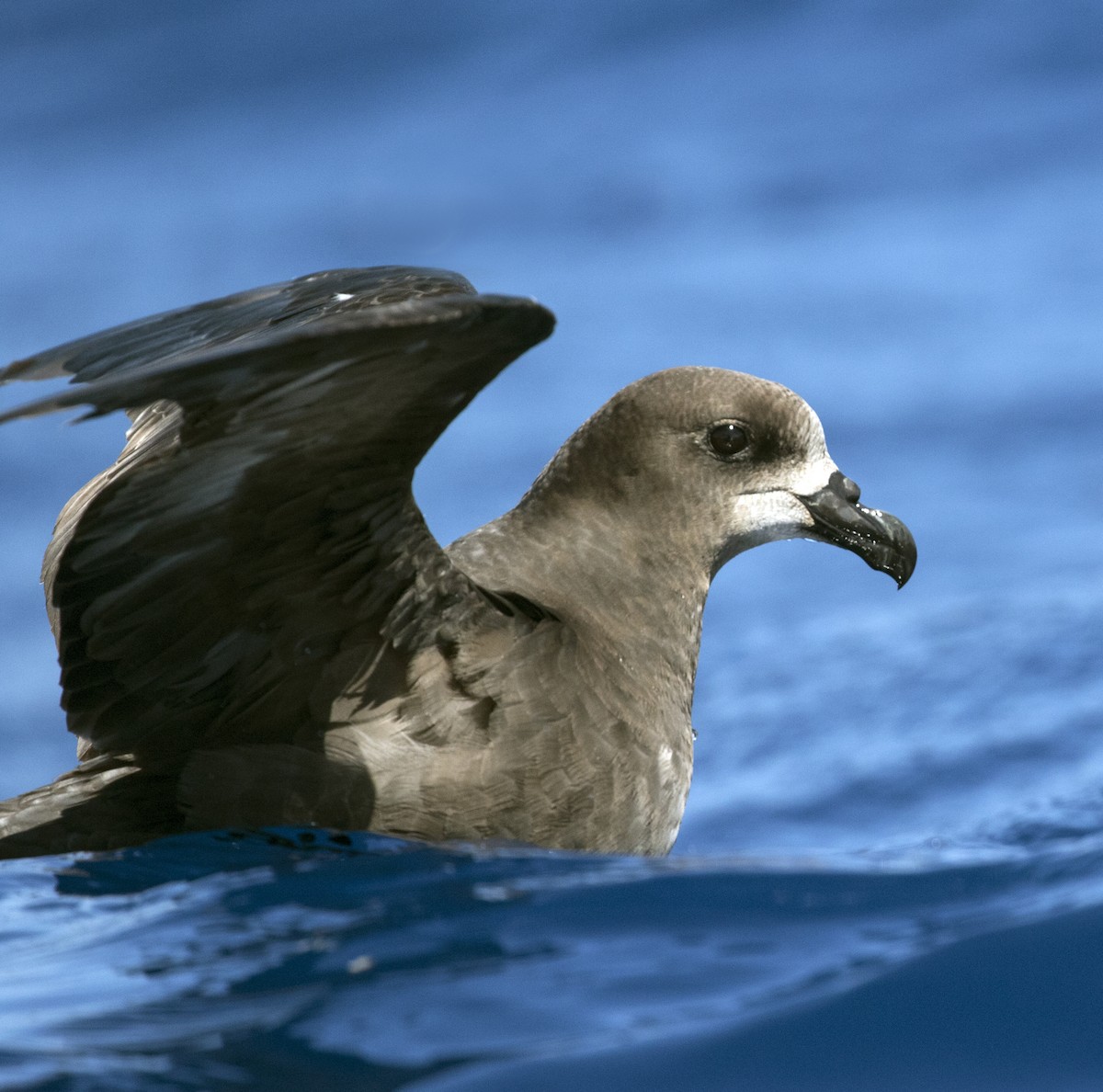 Gray-faced Petrel - Marie Lister
