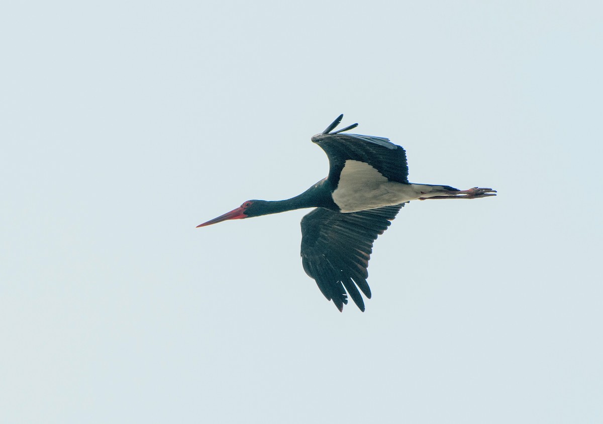 Black Stork - ML81688741
