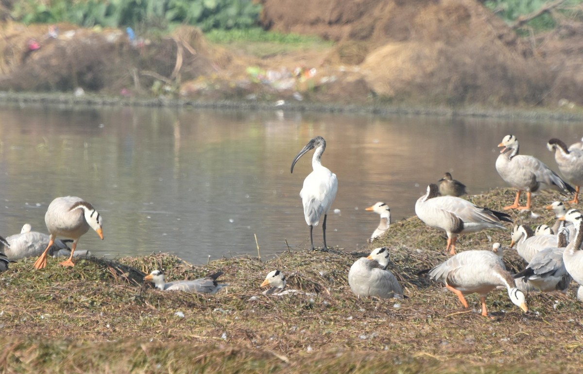 ibis černohlavý - ML81688771